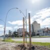La Intendencia de Montevideo comenzó a plantar ibirapitás en Bulevar Artigas